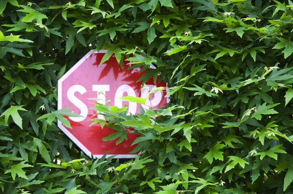 Road Sign Stop Foliage Trees — Stock Photo, Image