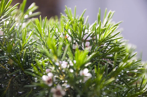 Hermosa Planta Con Flores Día Soleado — Foto de Stock