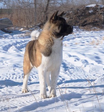 Büyük, güzel, shaggy, köpek doğurmak Akita mevsimlere, bahar, kış, yaz, ağaçlar arka planda tam büyüme duruyor.