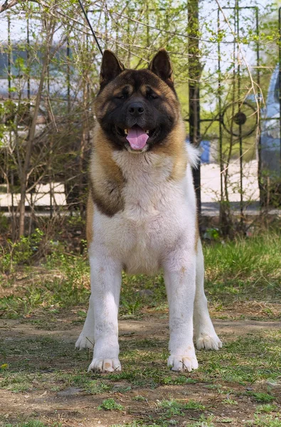 Piękny Duży Kudłaty Psa Rasy Akita Stoi Pełni Wzrostu Tle — Zdjęcie stockowe