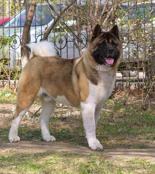 Grote Prachtige Shaggy Hondenras Die Akita Volle Groei Achtergrond Van — Stockfoto