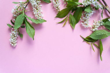 çerçeve çiçek kuş kiraz üzerinde pembe bir arka plan ile. Kopya spase