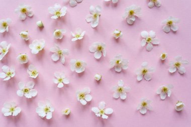 pembe bir arka plan üzerinde küçük beyaz çiçekler bileşimi. Çiçek kavramı
