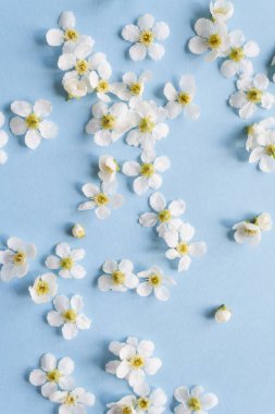 mavi bir arka plan üzerinde küçük beyaz çiçekler bileşimi. Çiçek kavramı