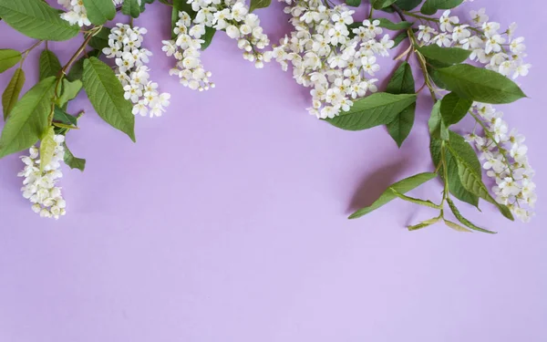 Frame Blossom Bird Cherry Violet Background Copy Spase — Stock Photo, Image