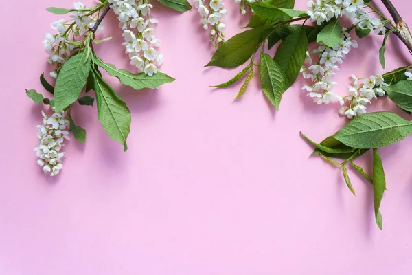 Frame Blossom Bird Cherry Pink Background Copy Spase — Stock Photo, Image