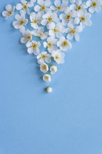 composition of small white flowers on a blue background. Floral concept