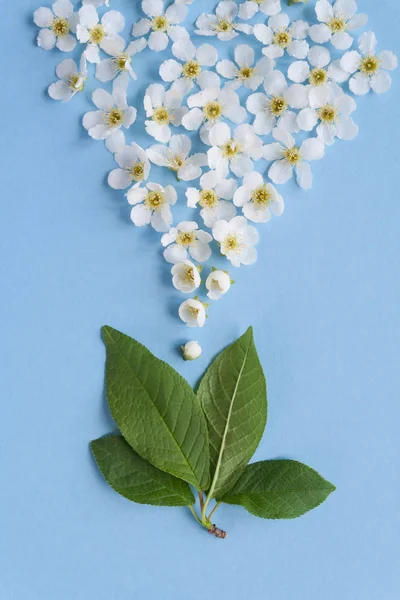 Composition Small White Flowers Blue Background Floral Concept — Stock Photo, Image