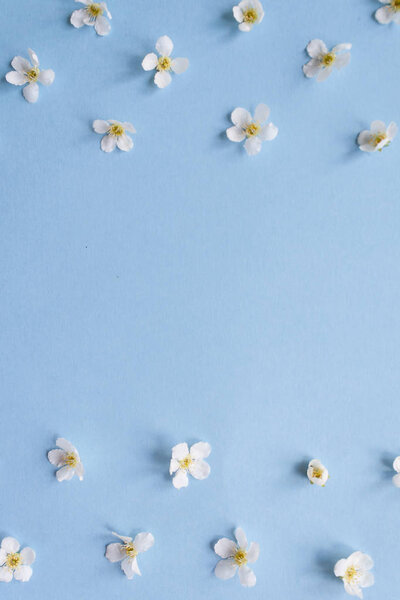 composition of small white flowers on a blue background. Floral concept