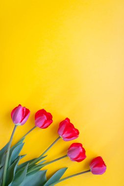 Sarı zemin üzerine kırmızı lale. Kopya alanı,