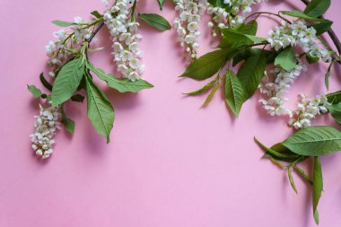 çerçeve çiçek kuş kiraz üzerinde pembe bir arka plan ile. Kopya spase