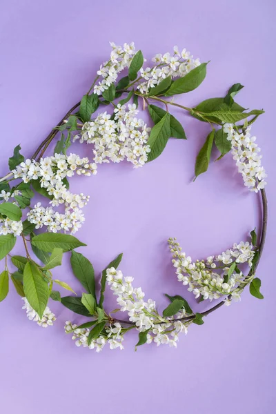 Round frame with blossom bird cherry on violet background. Copy spase