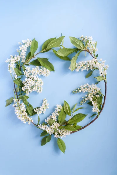 Frame Blossom Bird Cherry Blue Background Copy Spase — Stock Photo, Image