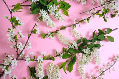 Çiçekli bir dal ile pembe bir arka plan üzerinde çiçeklenme Yazıt