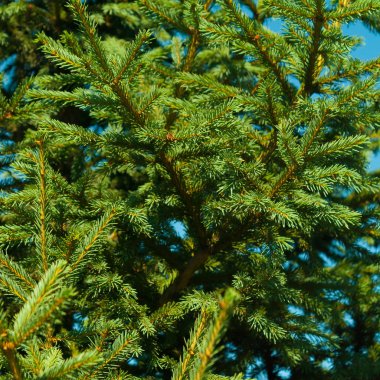 köknar ağacı arka plan ile yeşil dal, iğneler ile kabarık genç şube köknar ağacı