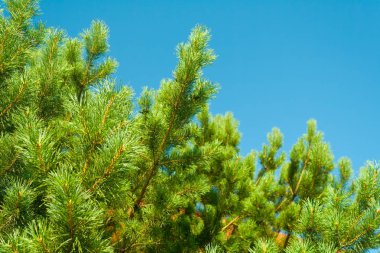 Mavi gökyüzüne karşı sedir dalları