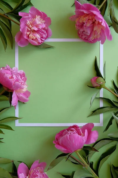 Diferentes peonías rosadas con hojas sobre fondo verde — Foto de Stock