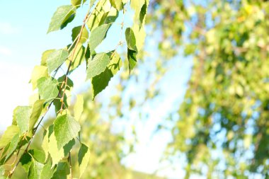 Doğal arka plan. Parlak taze huş yapraklarıyla bahar arkaplanı