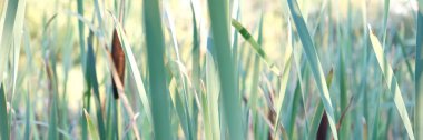 Bu büyük sazalar bazen bulrushes denir.