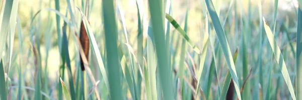 Bu büyük sazalar bazen bulrushes denir.