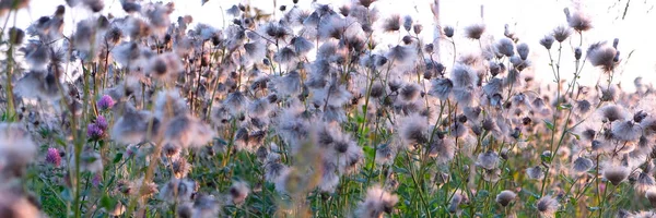 Ohren von Gras aus nächster Nähe in der Sonne. Natürlicher Hintergrund — Stockfoto