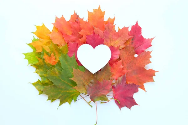 Листья имеют форму сердца на белом фоне — стоковое фото
