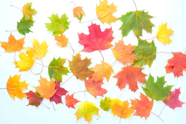 Красные и оранжевые осенние листья фон. На белом фоне — стоковое фото
