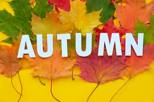 Blätter aus Papier fallen rot, orange, gelbe Blatt fallen. Herbstkonzept — Stockfoto