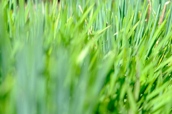 Arrière Plans Naturels Abstraits Avec Bokeh Beauté Fond Vert Parfait — Photo