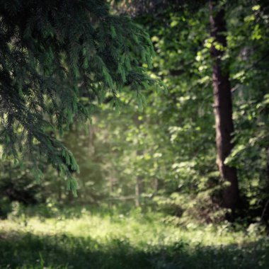 Ormandaki açıklık. Sabahın erken saatlerinde ormanda parlayan parlak ışık huzmeleri..