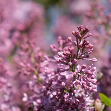 Bahar leylağı çiçekli dal. Sping bulanık arkaplan