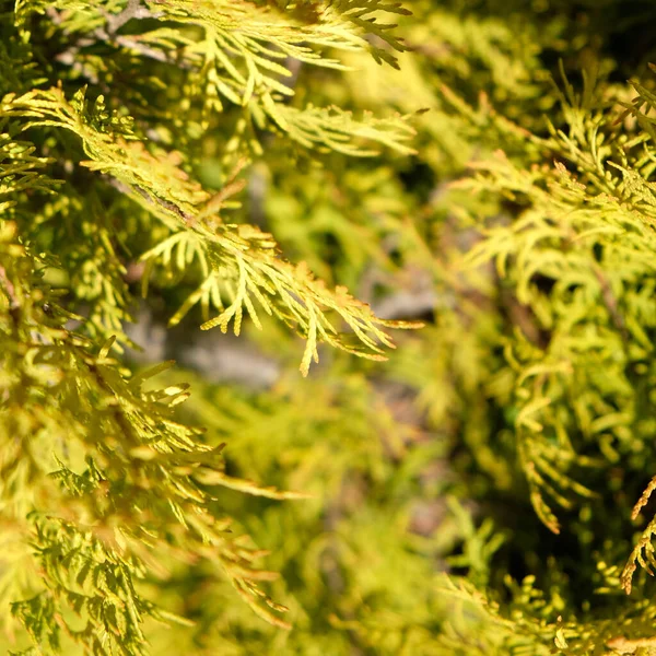 Fondo Borroso Agujas Tuja Dorada Sobre Fondo Jardín Verde Primer —  Fotos de Stock