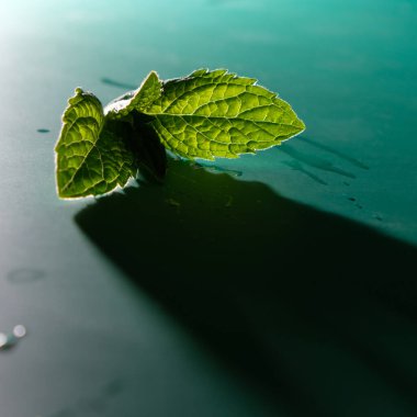 Mavi zemin üzerinde su damlaları ve gölge olan nane yaprakları