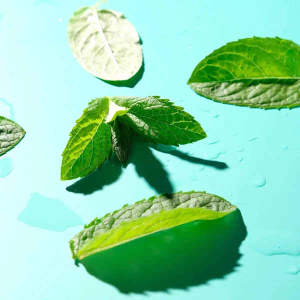 mint leaves with drops water and shadow on blue background