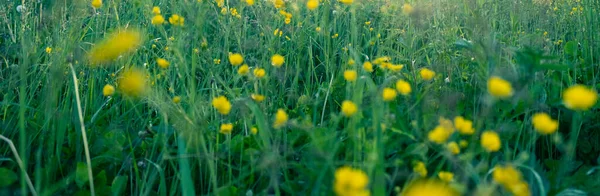 Piękne Wiosenne Tło Letnie Dziką Żółtą Łąką Trawy Promieniach Zachodu — Zdjęcie stockowe