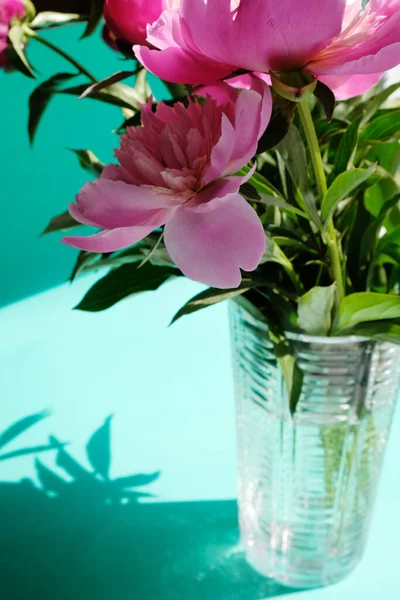 Pink Peonies Dan Daun Dengan Bayangan Keras Pada Latar Belakang — Stok Foto