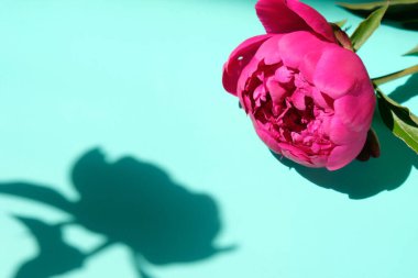 Pastel arka planda sert gölgeli pembe şakayıklar ve yapraklar, kopyalama alanı. Moda, yaz konsepti. Üst Manzara. TÜRKÇE GÖREVLERİ