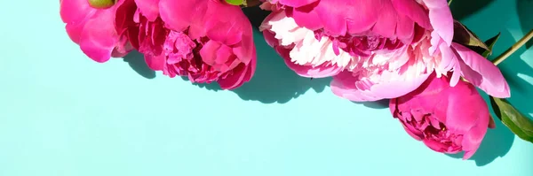 Pink Peonies Leaves Hard Shadow Pastel Background Copy Space Trendy — Stock Photo, Image