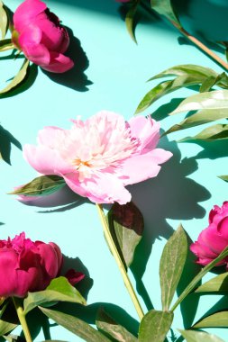 Pastel arka planda sert gölgeli pembe şakayıklar ve yapraklar, kopyalama alanı. Moda, yaz konsepti. Üst Manzara. TÜRKÇE GÖREVLERİ