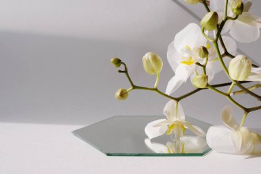 Beyaz orkide ve gölgeli geometrik şekilli beyaz sahne