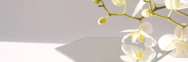 White Scene Geometrical Forms White Orchid Trendy Shadows — Stock Photo, Image
