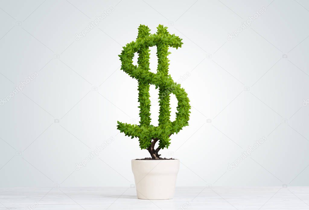 Green dollar tree growing in white pot