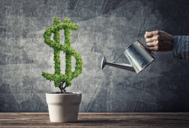 Beyaz kap içinde büyüyen yeşil Doları ağaç sulama adamın elini