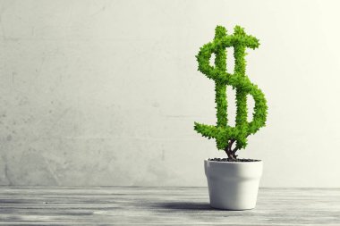 Beyaz kap içinde büyüyen yeşil Doları ağaç