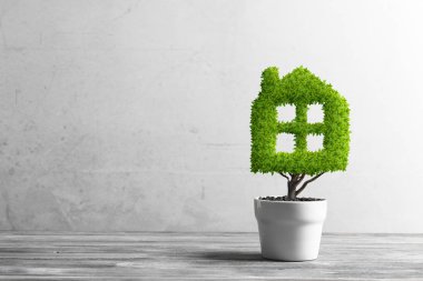 Yeşil bitki tencerede gibi ev şeklinde