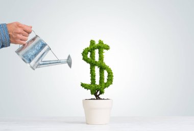 Beyaz kap içinde büyüyen yeşil Doları ağaç sulama adamın elini