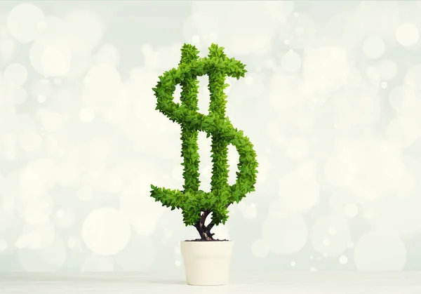 Albero Del Dollaro Verde Che Cresce Vaso Bianco — Foto Stock