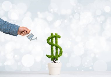 Beyaz kap içinde büyüyen yeşil Doları ağaç sulama adamın elini