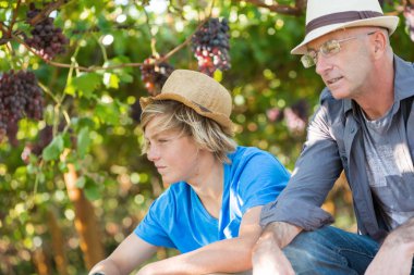 İki kuşak şarap tüccarı birlikte dışarı çıktılar. Kıdemli ve genç şarap üreticileri üzüm bağlarında. Küçük aile şaraphanesi. Hasır şapkalı şarap kürekçileri güneşli bir günde bahçede dinleniyorlar..