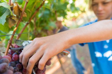 Yakın erkek elleri kırmızı üzüm demet toplama
